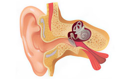 گوش داخلی و کم شنوایی