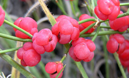 خواص درمانی ارمک (سرده)