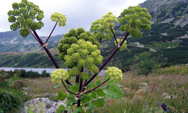 خواص درمانی سنبل ختایی