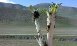 خواص درمانی کنگر