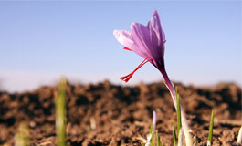 خواص درمانی زعفران