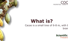 خواص درمانی درخت کاکائو