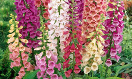 گیاهان مقوی قلب