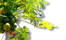 خواص درمانی پاپایا