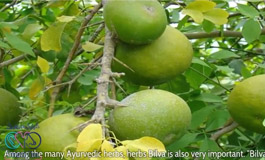 خواص دارویی بیلوا